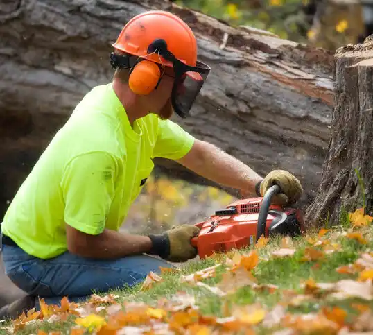 tree services Kaleva